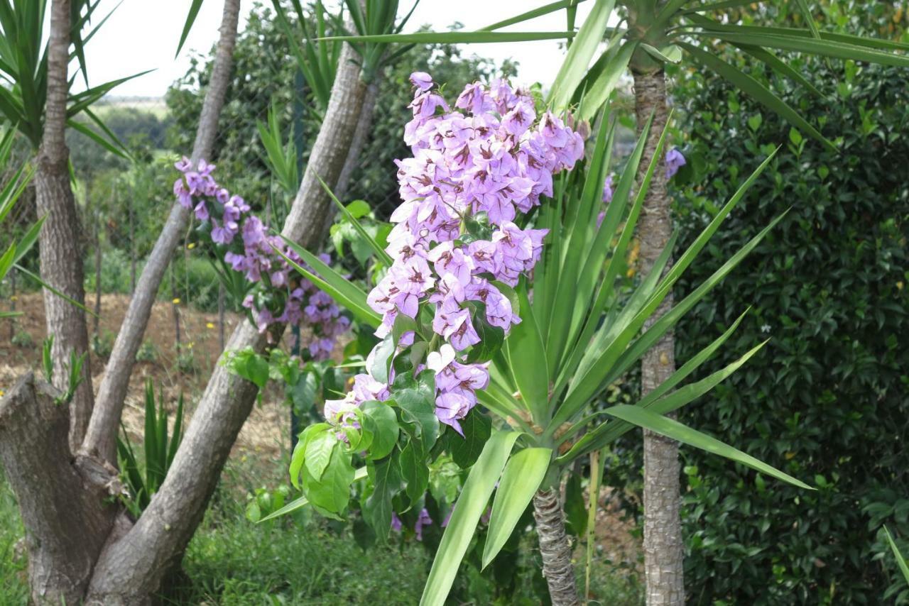 Biancocancello Sacrofano Bagian luar foto